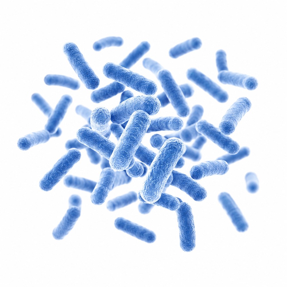 Clostridium butyricum